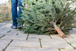 eine Person zieht einen Tannenbaum hinter sich her, der abgeholt werden soll