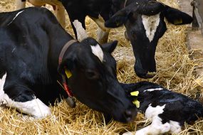 Zwei Kühe beugen ihre Köpfe über ein neugeborenes Kälbchen