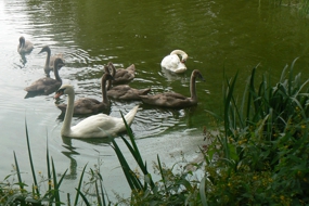 Schwanenpaar mit sieben Jungtieren auf einen Teich