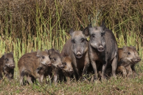Wildschweinrotte - zwei Bachen umgeben von ihren Frischlingen