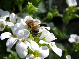 Biene auf Bl&uuml;te