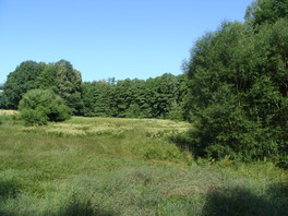 FND Sumpfwiesenbiotop Rüsdorfer Wald