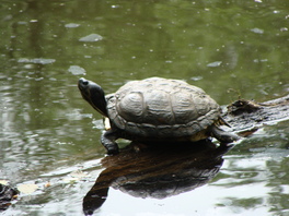 Schildkrötenteich im Rümpfwald