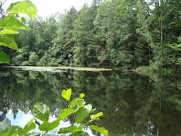 Schwarzer Teich im Rümpfwald