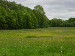 Seggen- und binsenreiche Nasswiese im Koberbachgrund am Lerchenberg