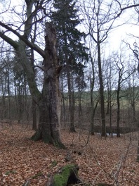 Bauerwald in Rödlitz