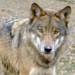 Wolf im Portr&auml;t