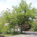 Amerikanischer Zürgelbaum des Gymnasiums in Werdau