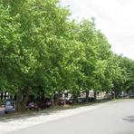 Platanenallee Lessingstraße in Zwickau