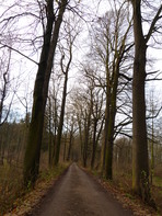 Habitatbäume am Remser Dammweg im Gersdorfer Wald